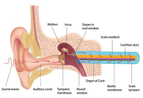 Vibrations are transmitted to the malleus